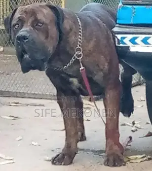 1-3 months Male Purebred Bullmastiff
