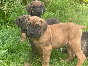 Photo - 1-3 months Male Purebred Bullmastiff