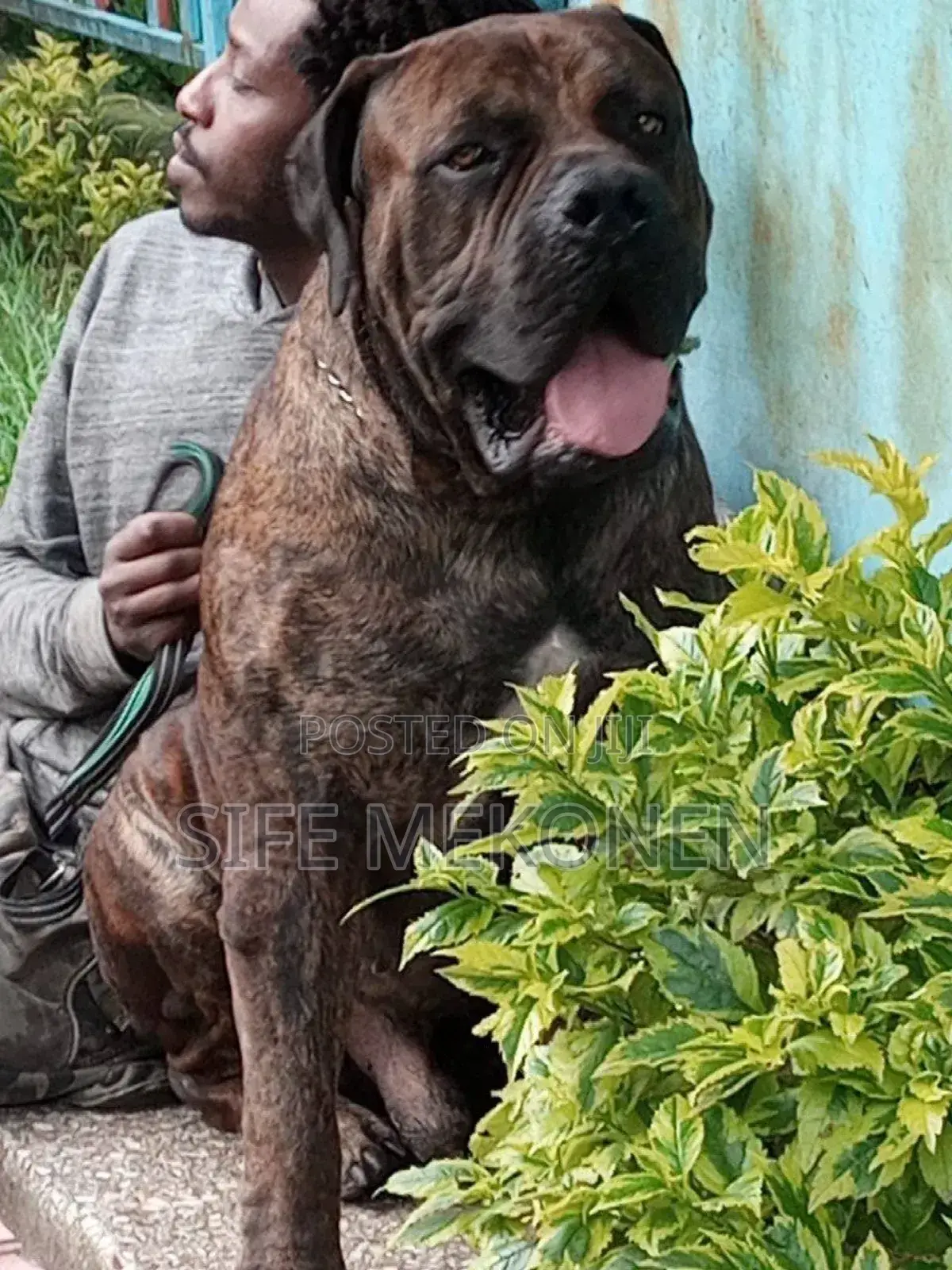 1-3 months Male Purebred Bullmastiff