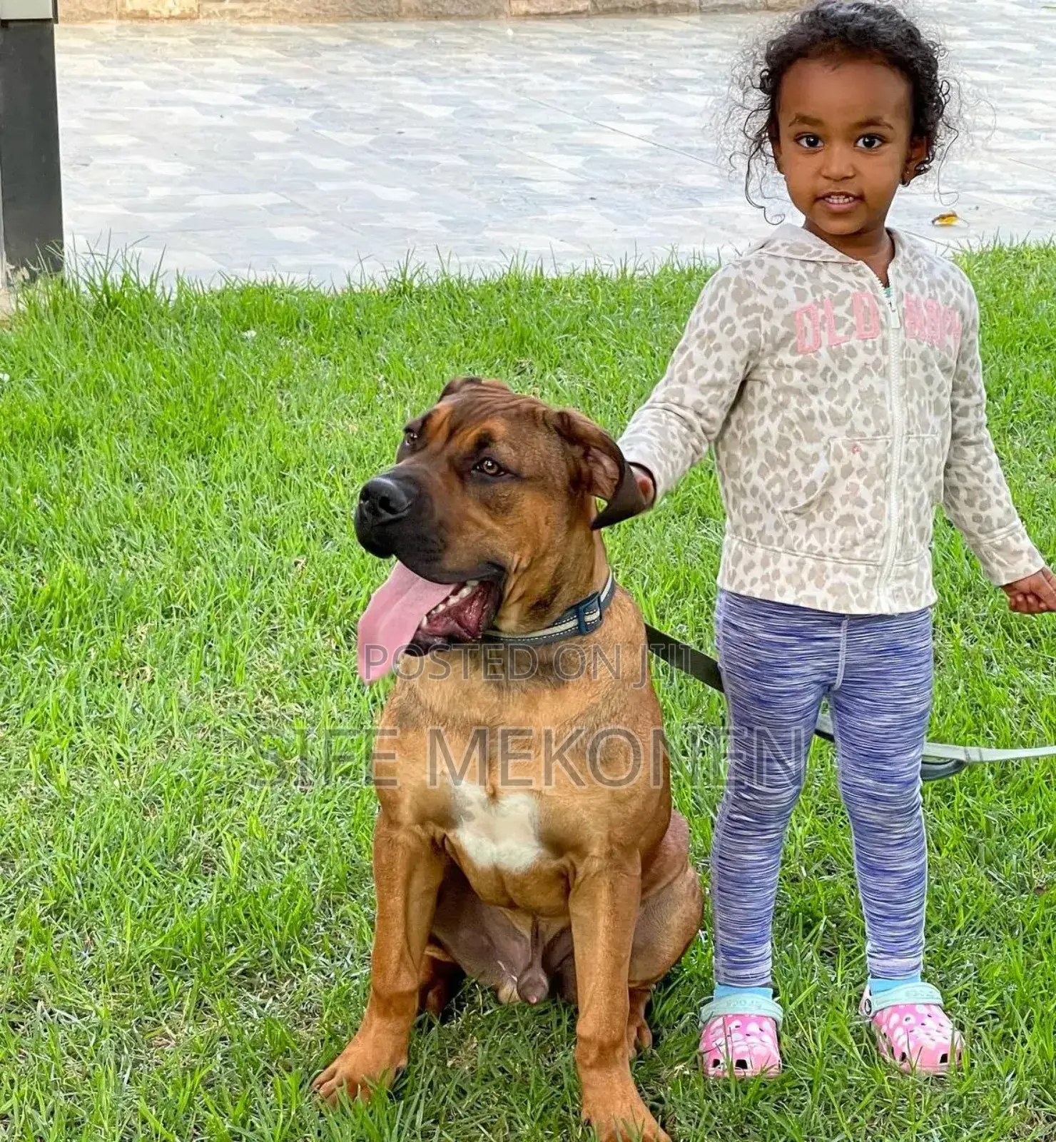 1-3 months Male Purebred Bullmastiff