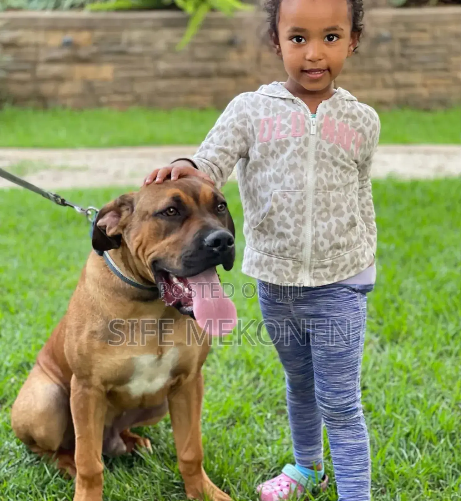 1-3 months Male Purebred Bullmastiff