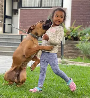 1-3 months Male Purebred Bullmastiff