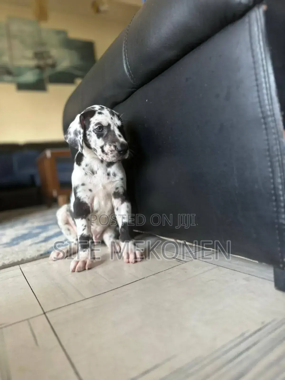 1-3 months Male Purebred Great Dane