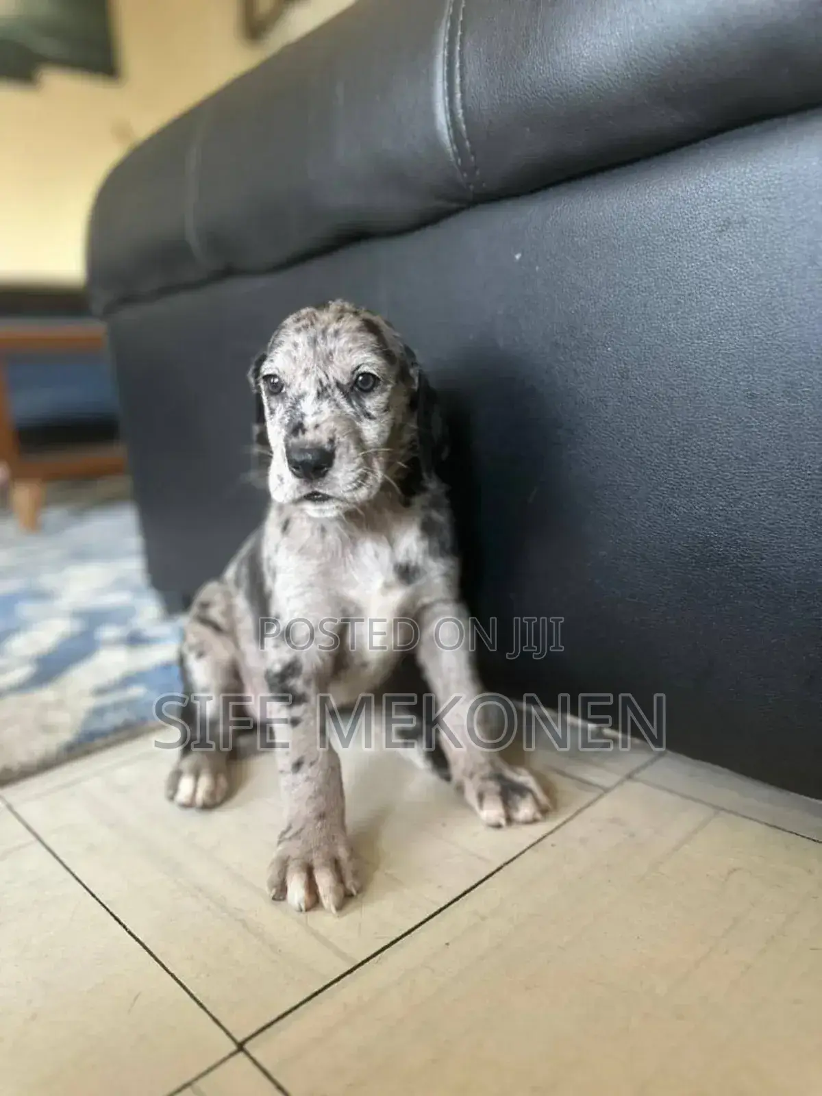1-3 months Male Purebred Great Dane