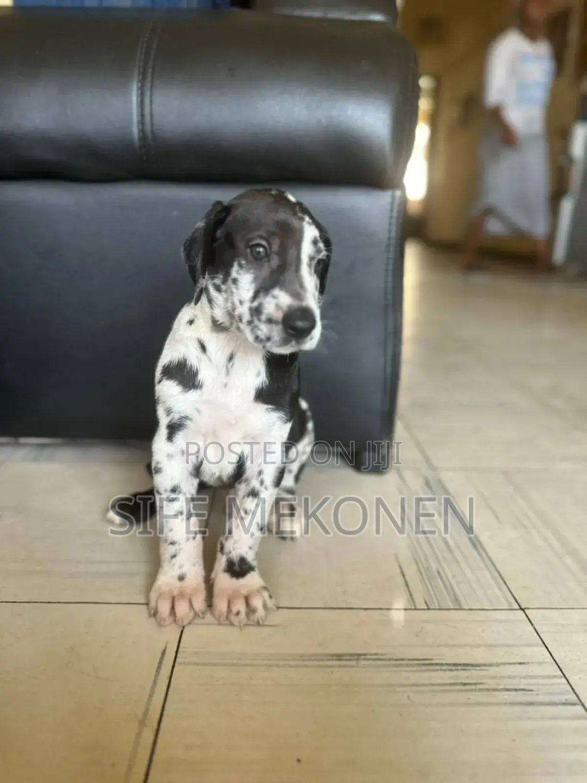 1-3 months Male Purebred Great Dane