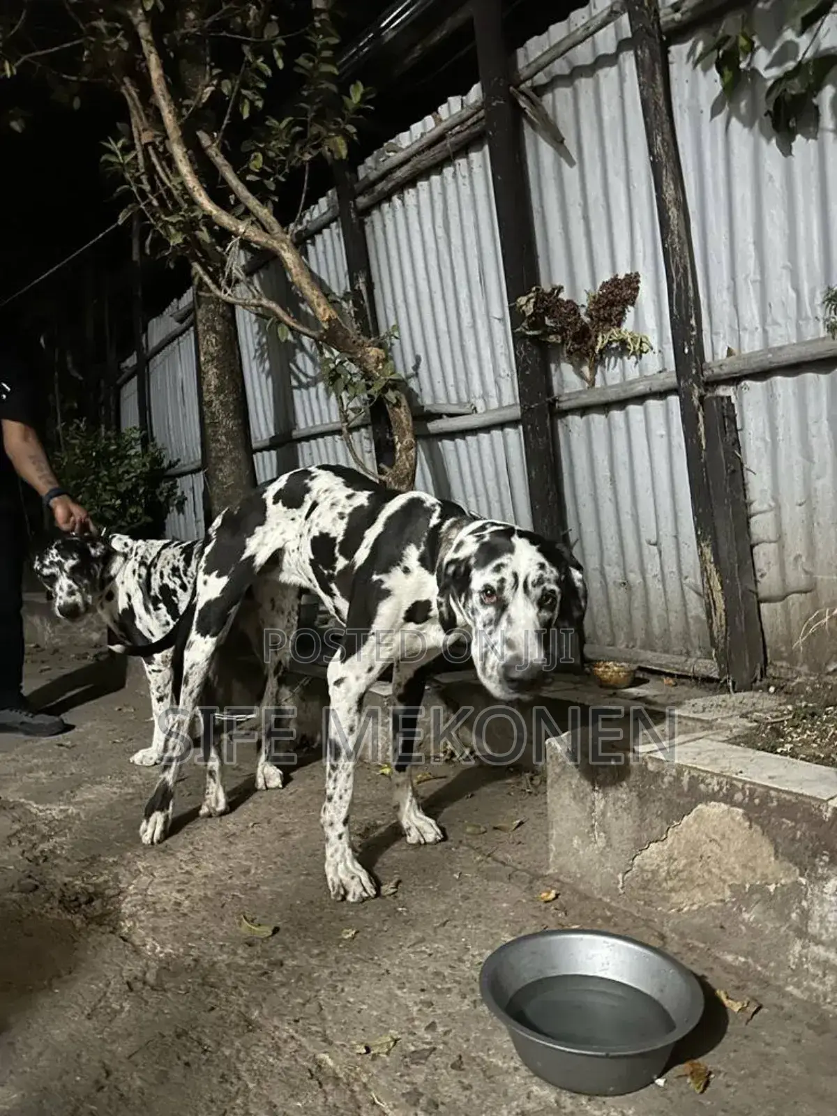 1-3 months Male Purebred Great Dane
