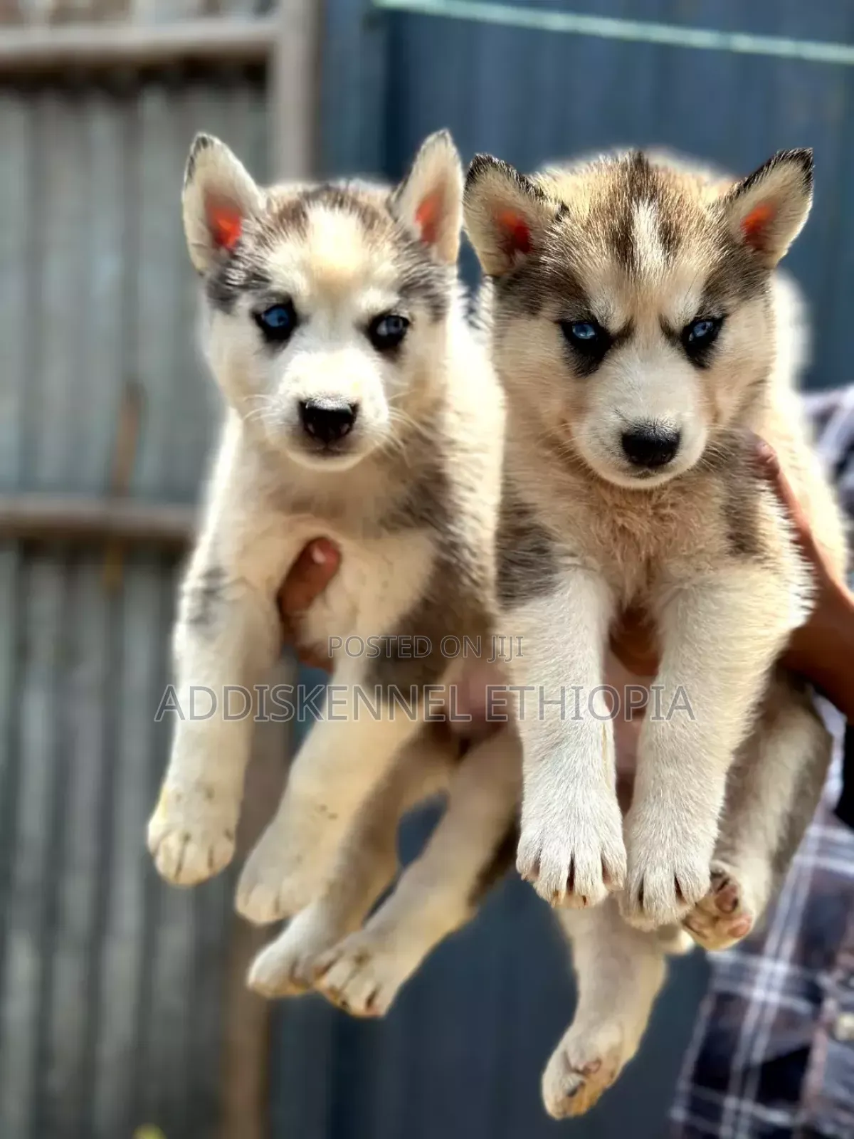 3-6 months Male Purebred Siberian Husky