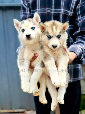 3-6 months Male Purebred Siberian Husky