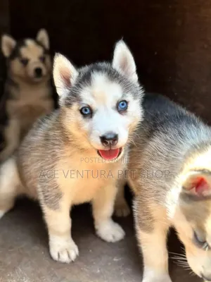 Photo - 1-3 months Male Purebred Siberian Husky