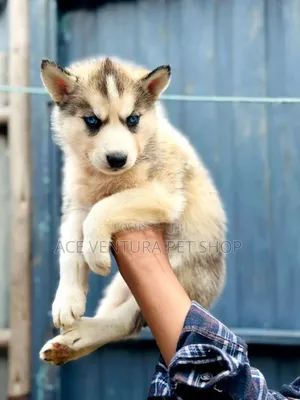 1-3 months Male Purebred Siberian Husky