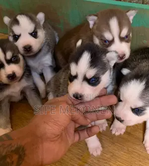 Photo - 1-3 months Male Purebred Siberian Husky