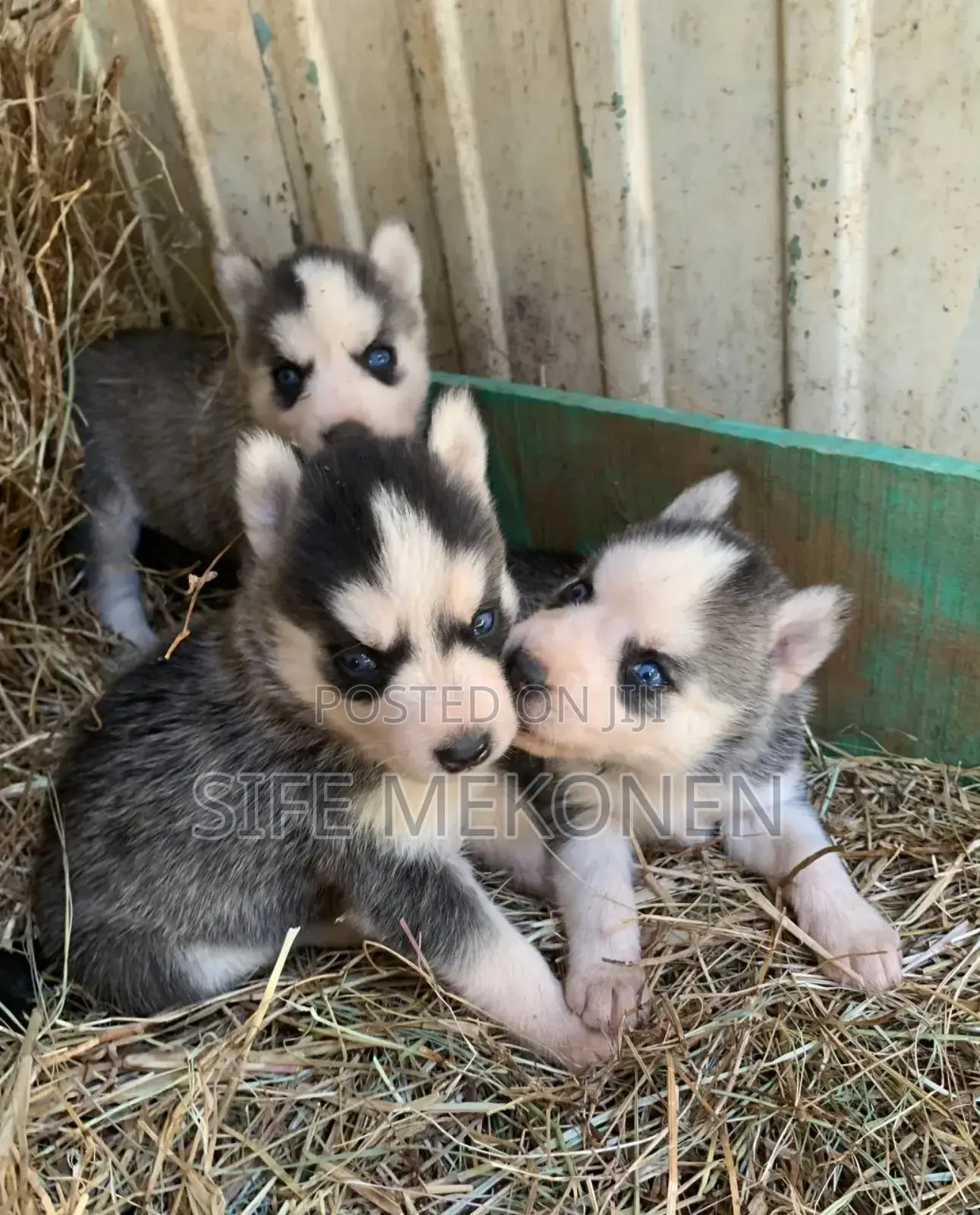 1-3 months Male Purebred Siberian Husky