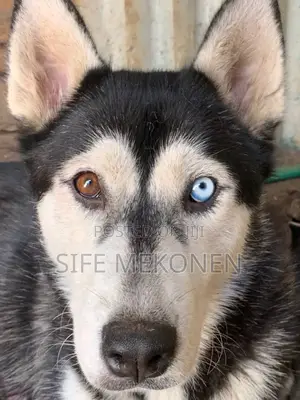 1-3 months Male Purebred Siberian Husky