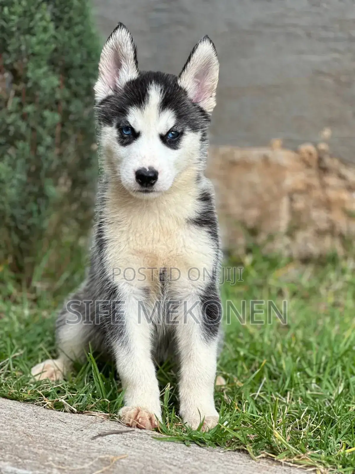 1-3 months Male Purebred Siberian Husky