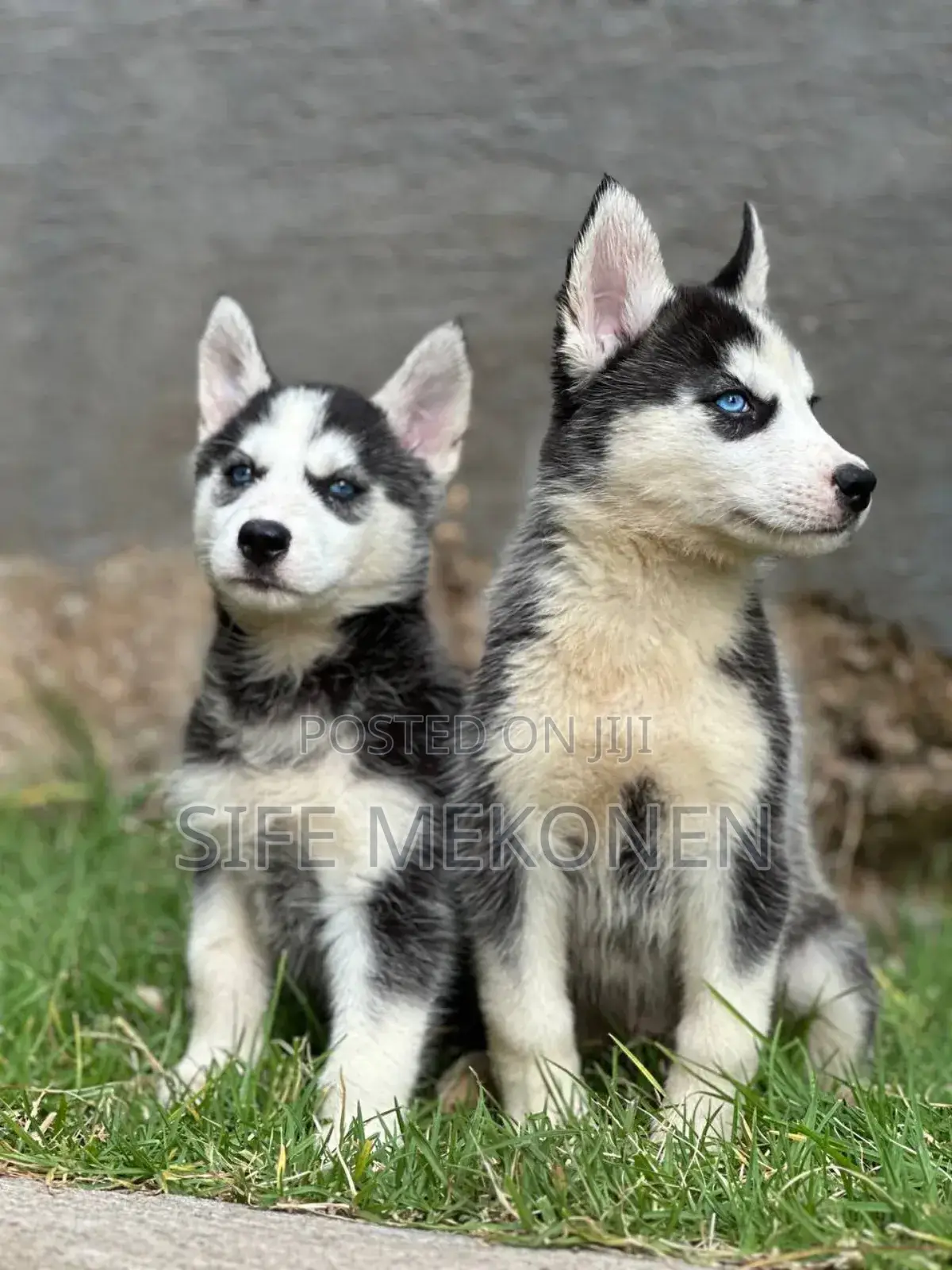 1-3 months Male Purebred Siberian Husky