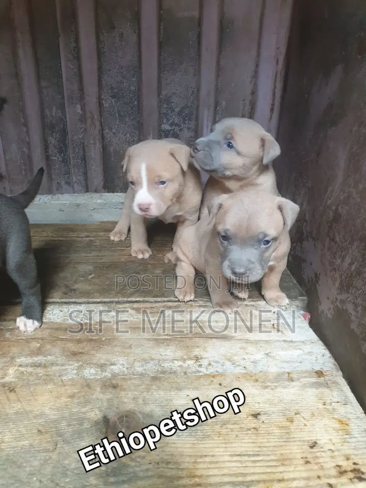 1-3 months Male Purebred American Pit Bull Terrier