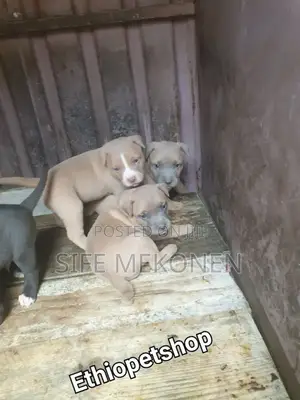 1-3 months Male Purebred American Pit Bull Terrier