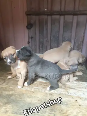 1-3 months Male Purebred American Pit Bull Terrier