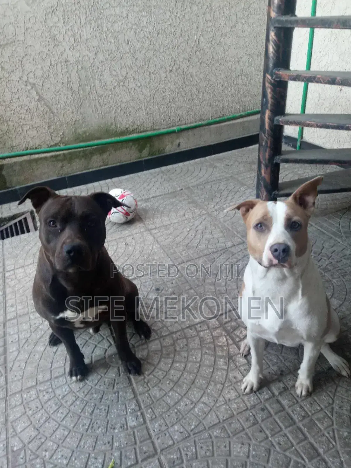 1-3 months Male Purebred American Pit Bull Terrier