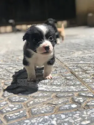 1-3 months Male Purebred Chihuahua