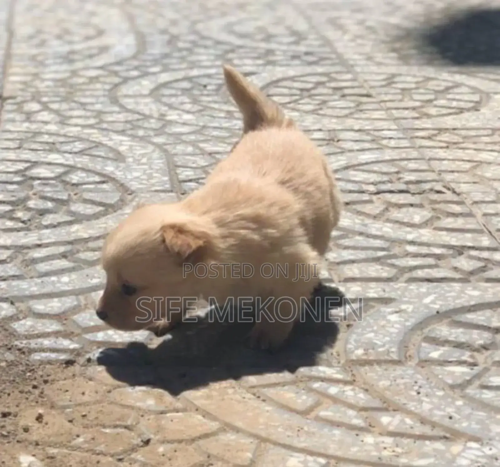 1-3 months Male Purebred Chihuahua