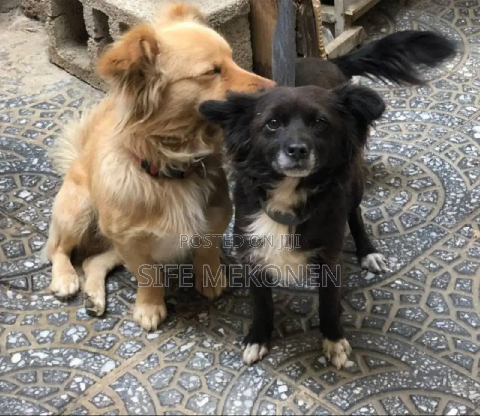 1-3 months Male Purebred Chihuahua