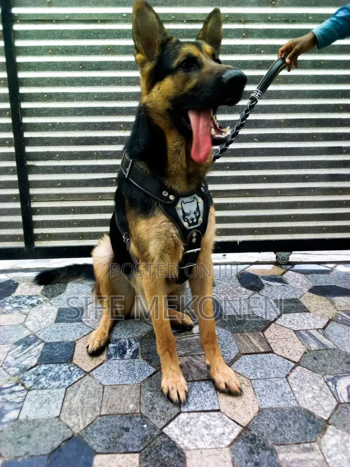 1-3 months Male Purebred German Shepherd