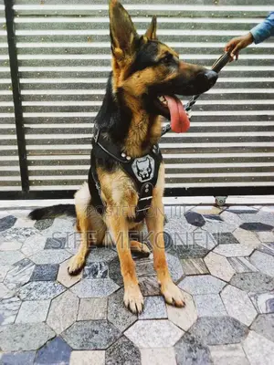 1-3 months Male Purebred German Shepherd