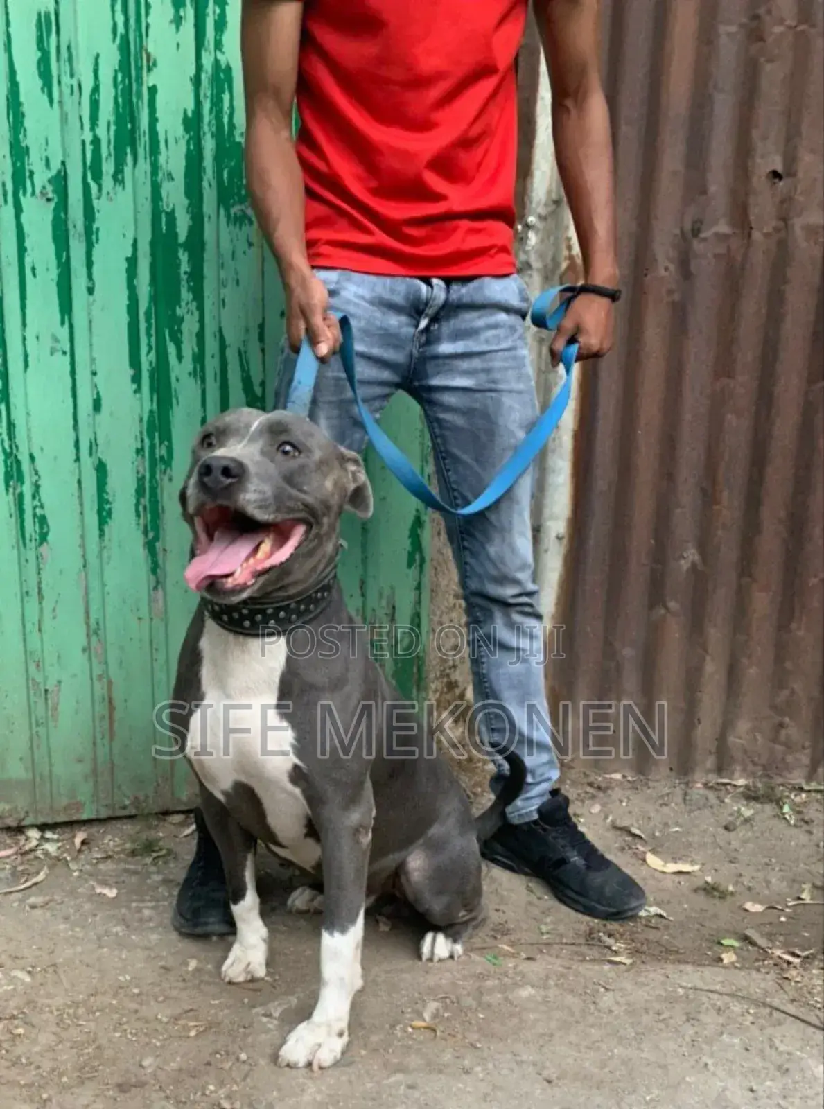 1-3 months Male Purebred American Pit Bull Terrier