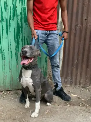 1-3 months Male Purebred American Pit Bull Terrier