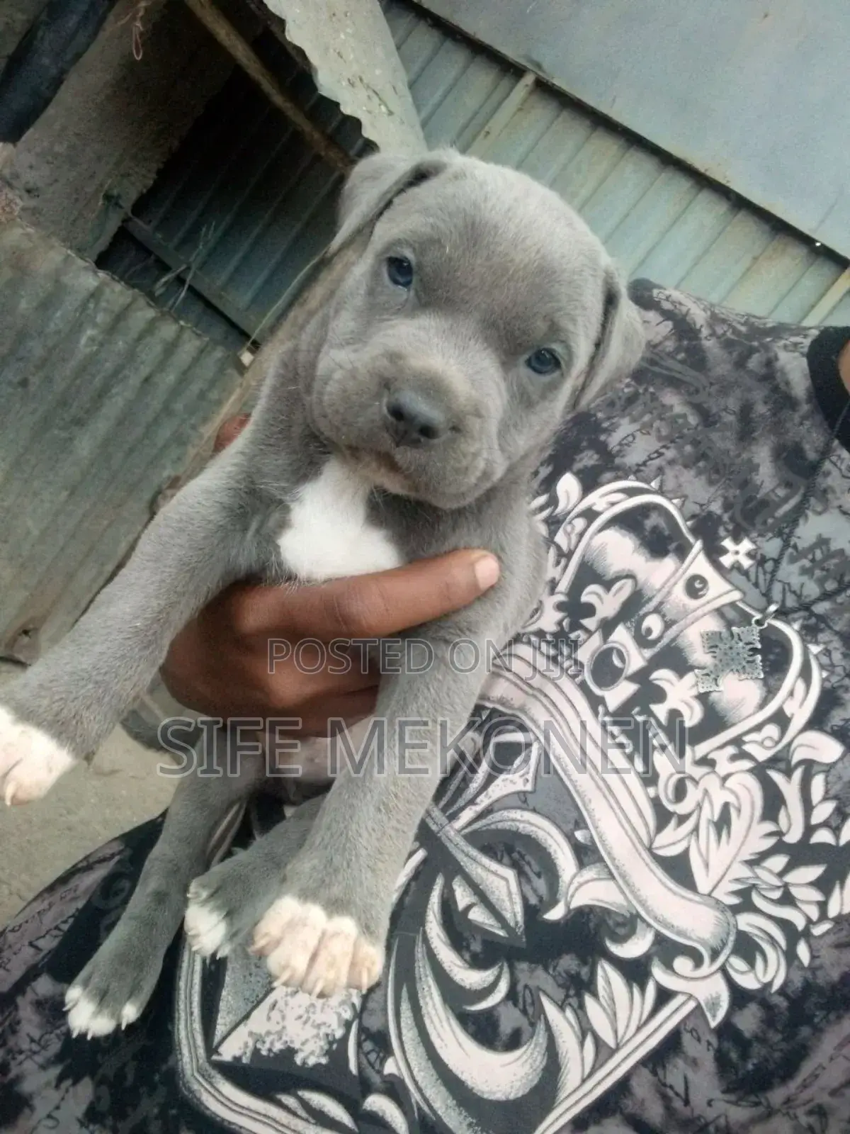 1-3 months Male Purebred American Pit Bull Terrier
