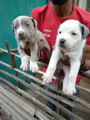 1-3 months Male Purebred American Pit Bull Terrier