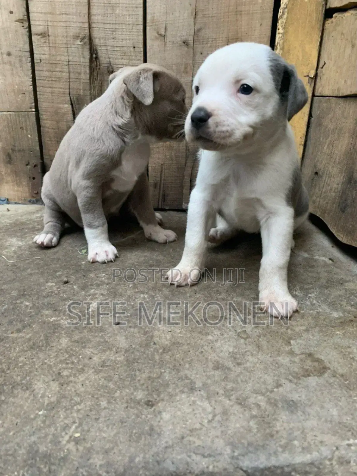 1-3 months Male Purebred American Pit Bull Terrier