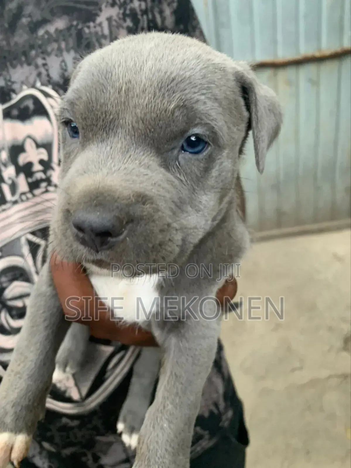 1-3 months Male Purebred American Pit Bull Terrier