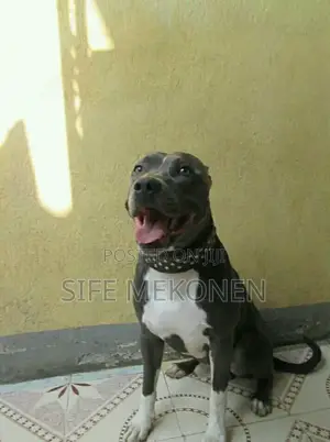 Photo - 1-3 months Male Purebred American Pit Bull Terrier