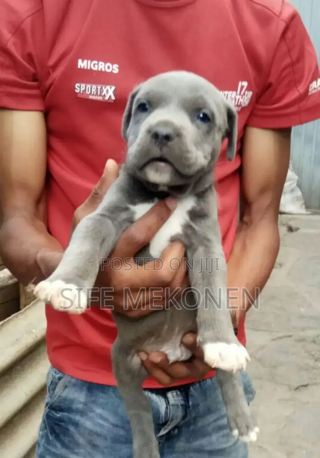 1-3 months Male Purebred American Pit Bull Terrier