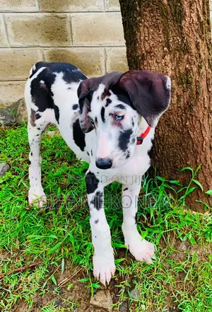 1-3 months Male Purebred Great Dane