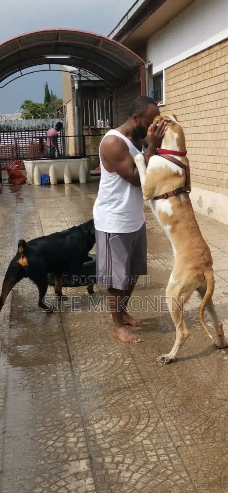 1-3 months Male Purebred Great Dane