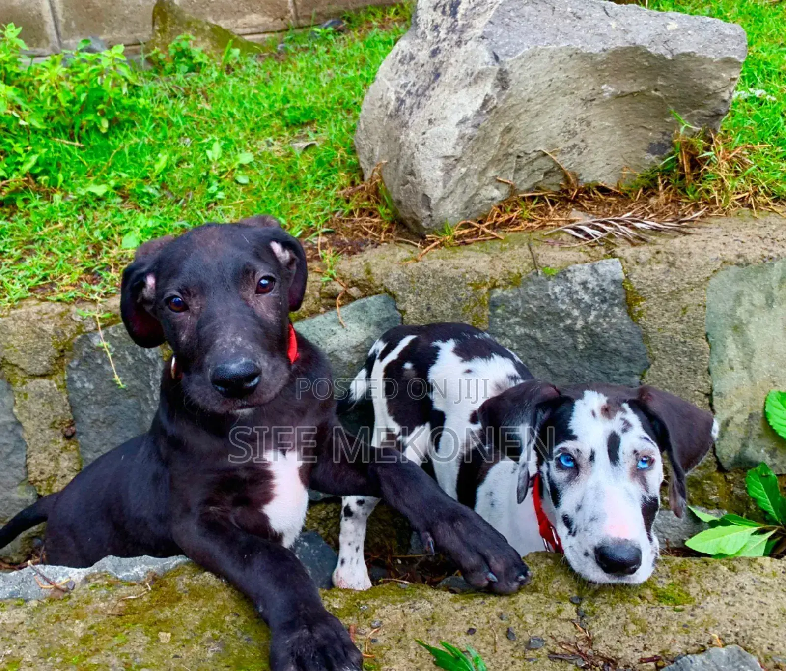 1-3 months Male Purebred Great Dane