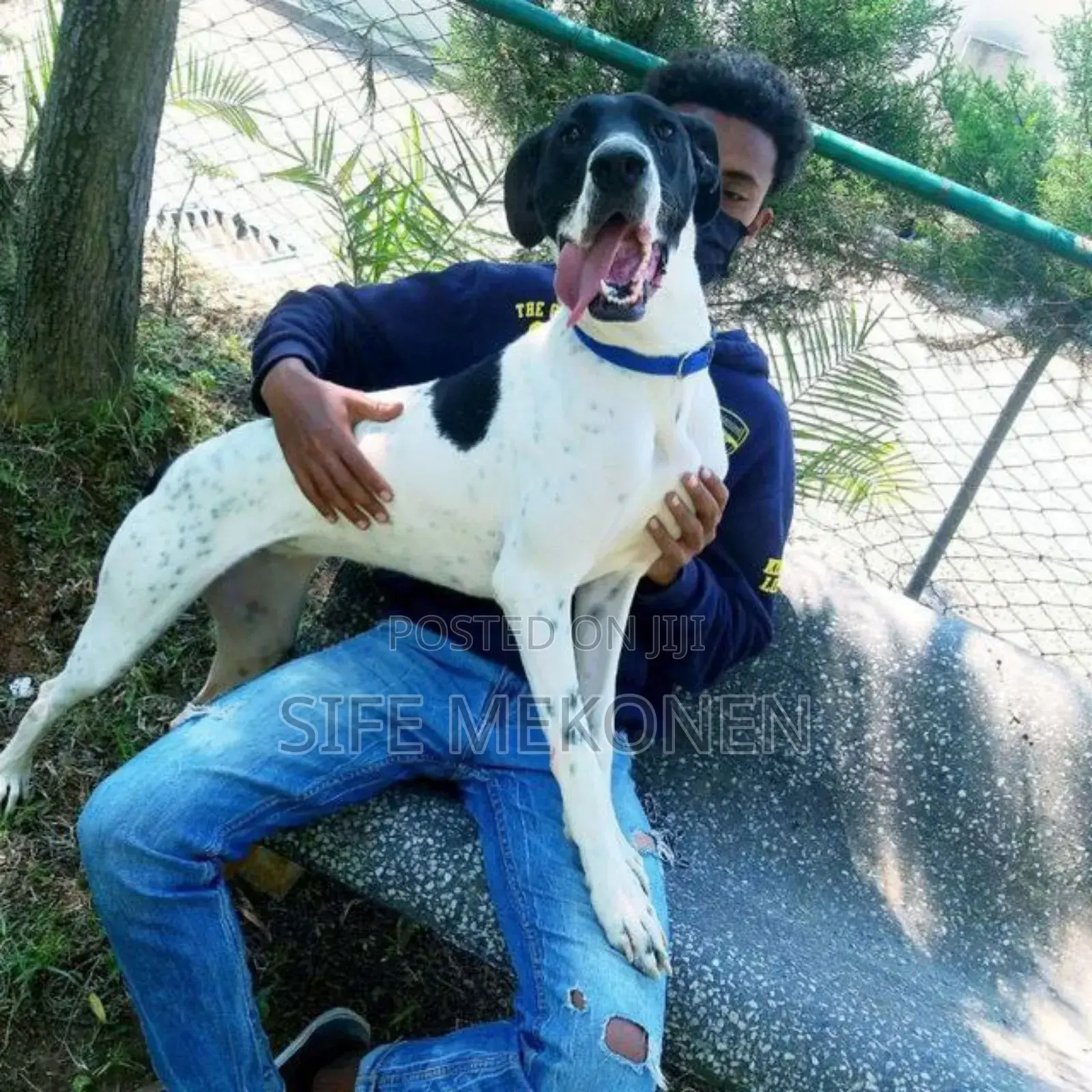 1-3 months Male Purebred Great Dane