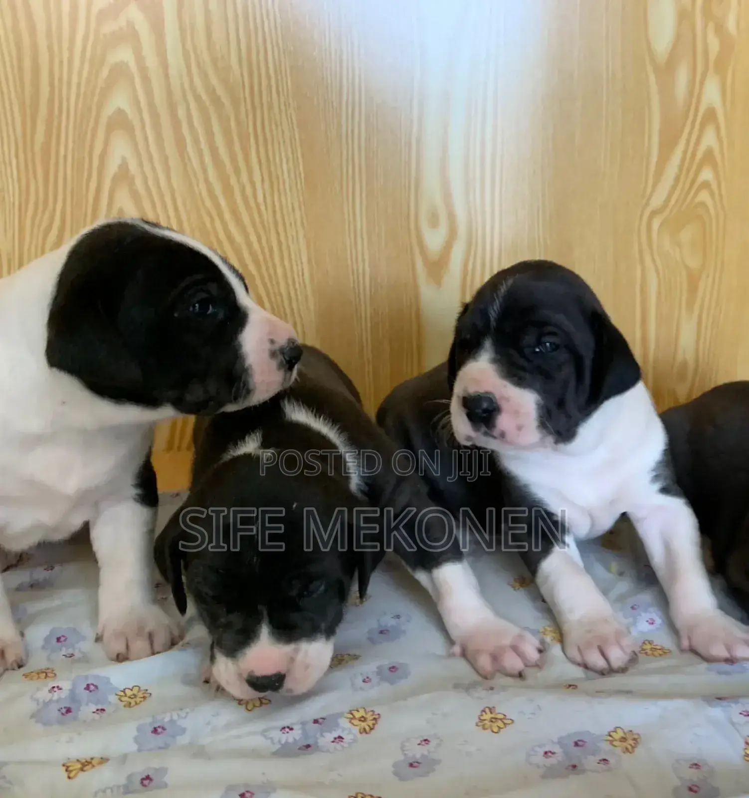 1-3 months Male Purebred Great Dane