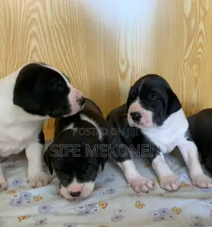 Photo - 1-3 months Male Purebred Great Dane