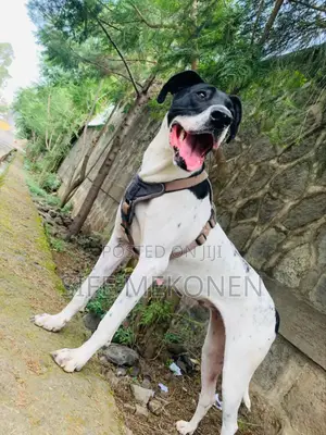 1-3 months Male Purebred Great Dane