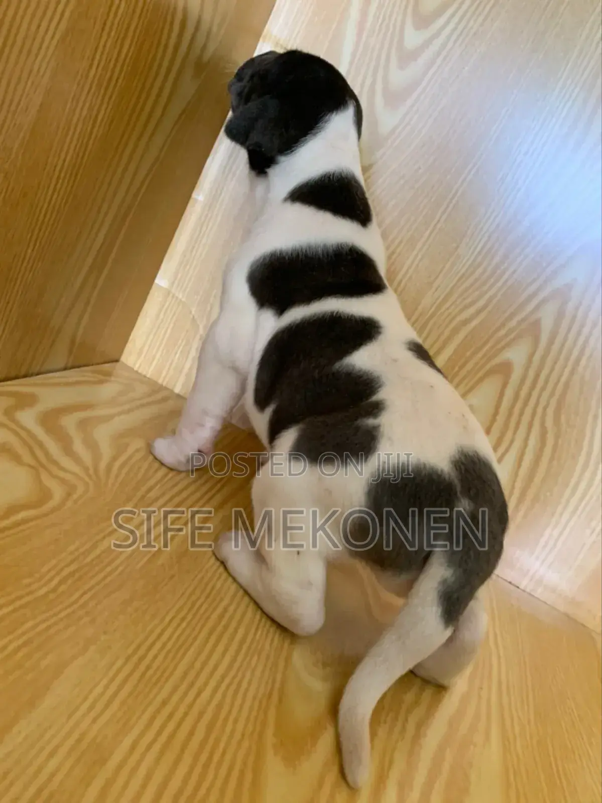 1-3 months Male Purebred Great Dane