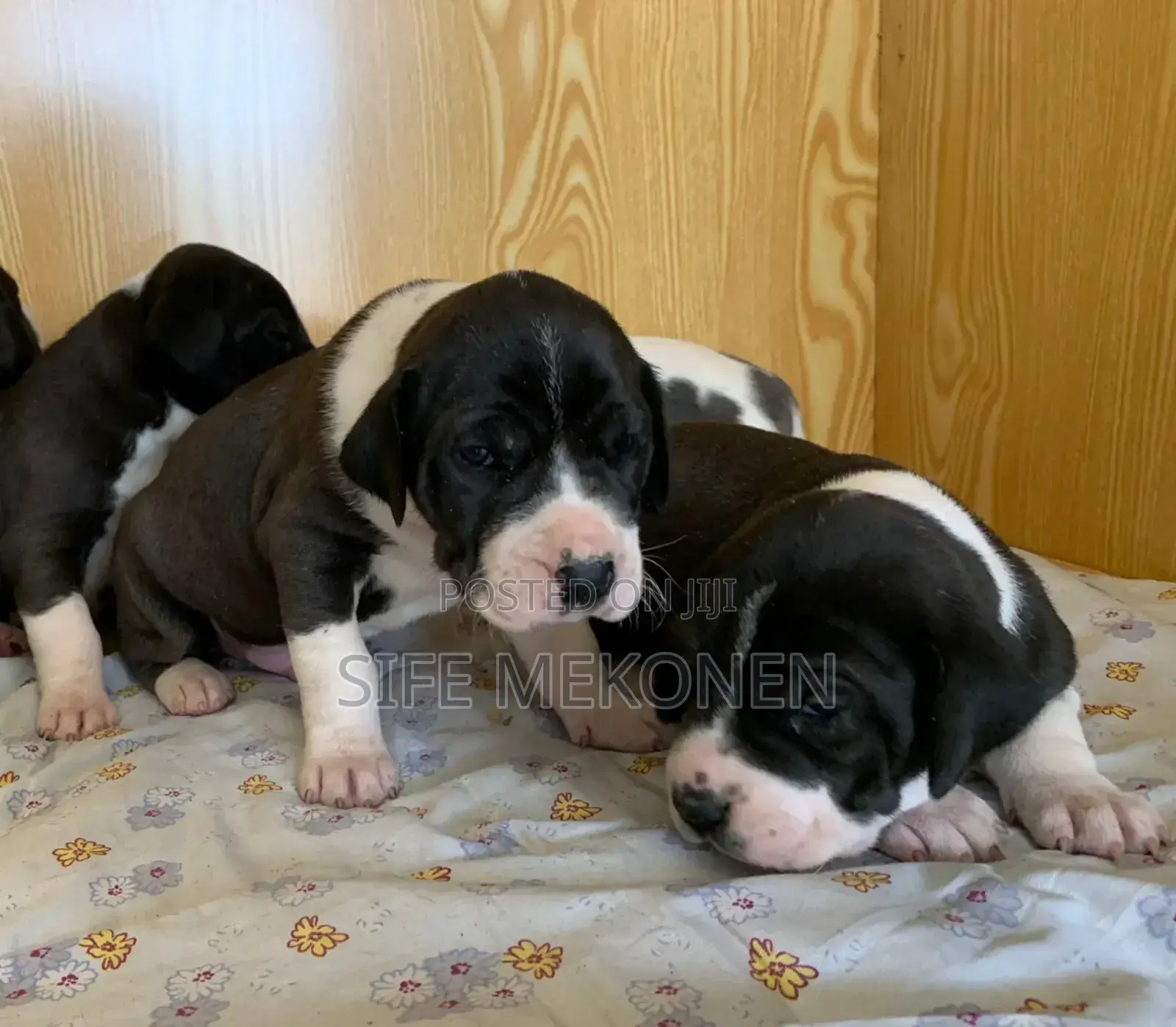 1-3 months Male Purebred Great Dane