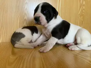 1-3 months Male Purebred Great Dane