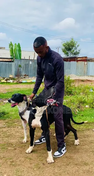 1-3 months Male Purebred Great Dane