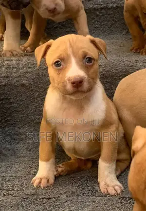 1-3 months Male Purebred American Pit Bull Terrier