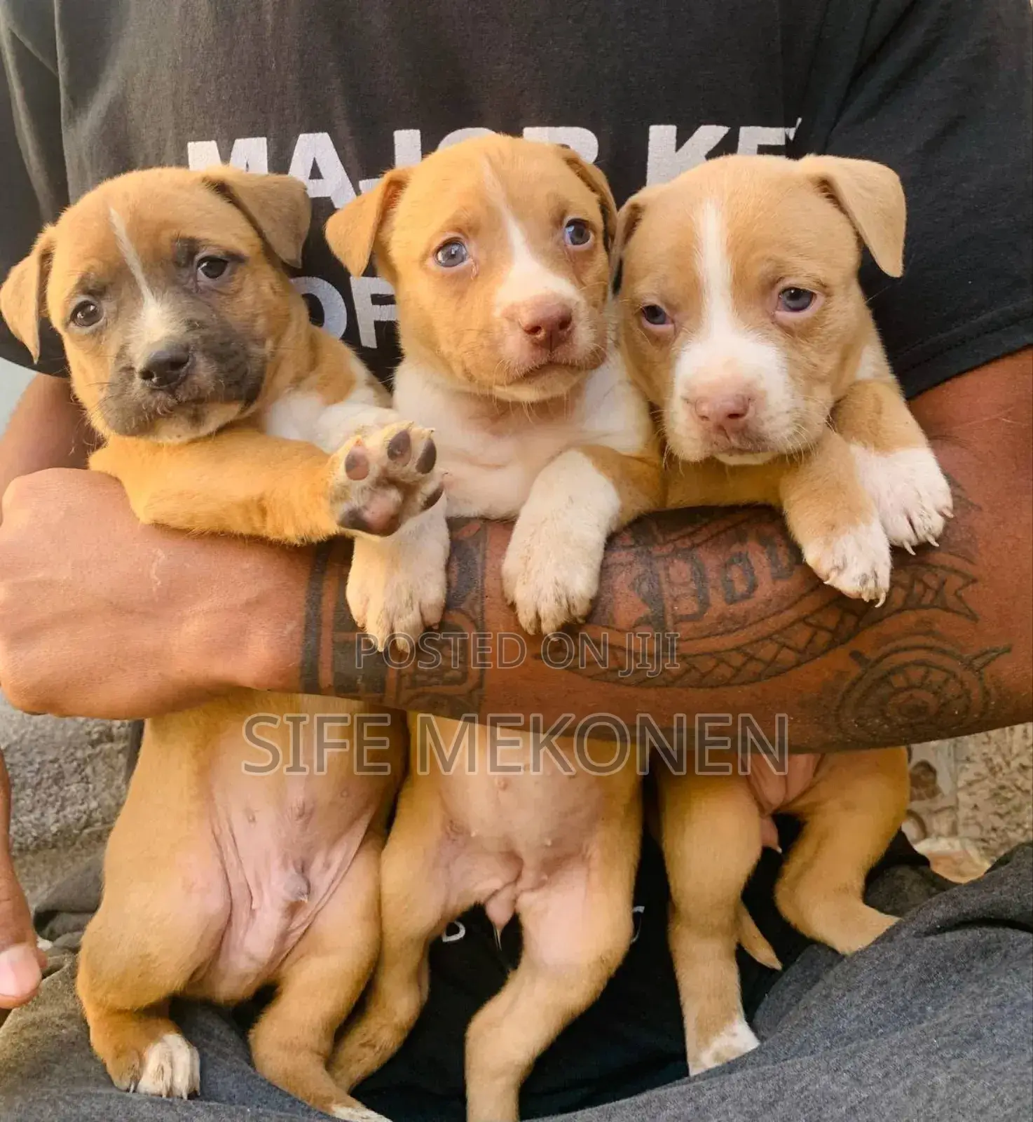 1-3 months Male Purebred American Pit Bull Terrier