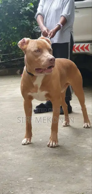 1-3 months Male Purebred American Pit Bull Terrier